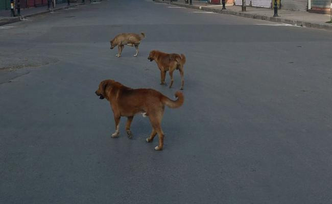 Girl mauled to death by stray dogs in Punjab's Hoshiarpur